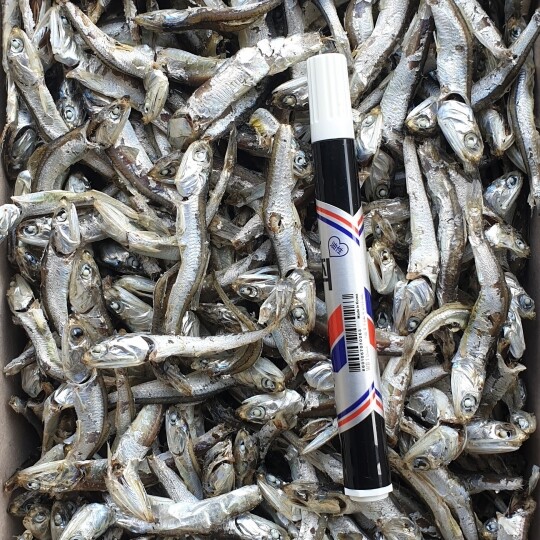 ❑ [2월 어획] 고급 국물용-주바멸치(저염) 1.5kg