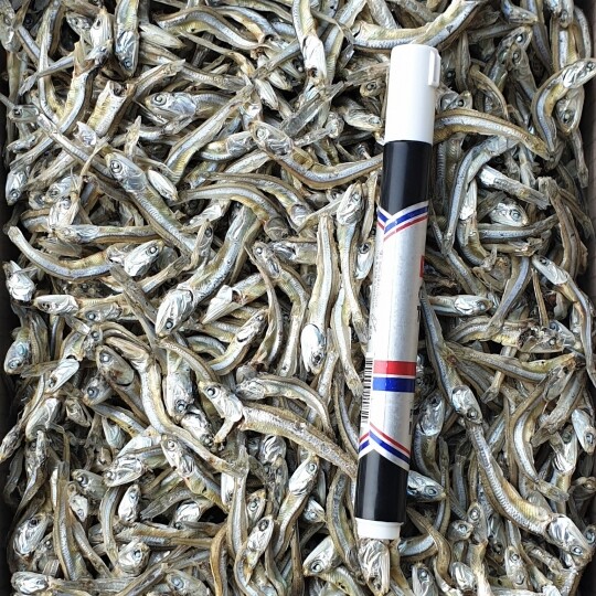 ❑ [11월 어획 오사리멸치] 조림.안주용-고급 고바멸치(저염) 1.5kg