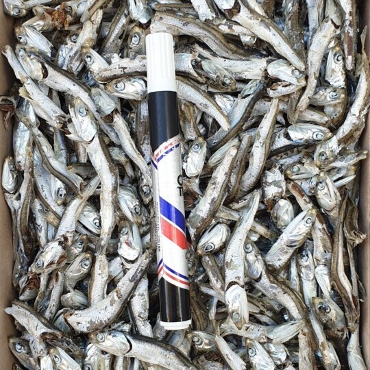 ✼ [12박스] 12월 어획.. 다시용-주바멸치 1.5kg